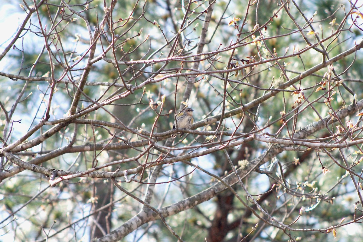 Yellow-rumped Warbler - ML429242261