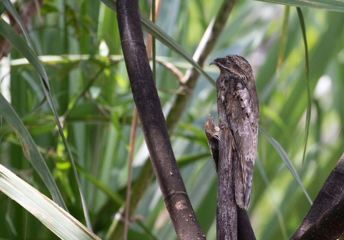 Common Potoo - ML429242971