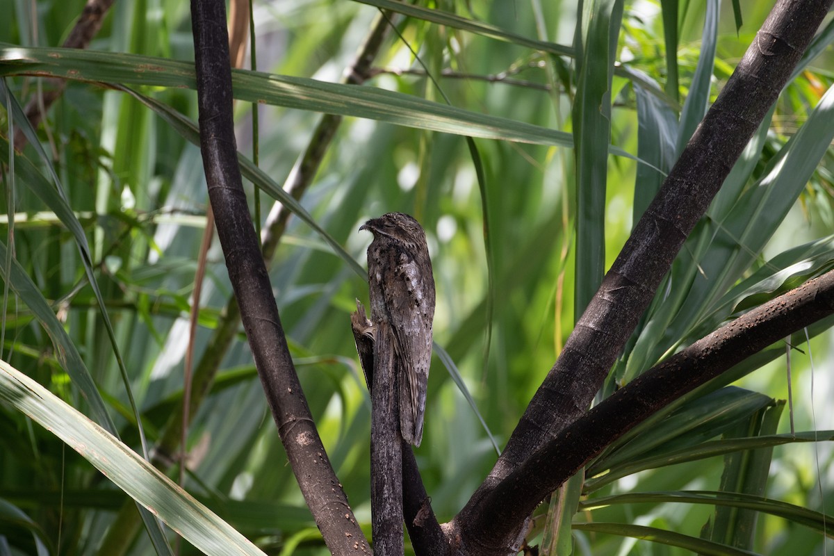 Common Potoo - Cullen Hanks