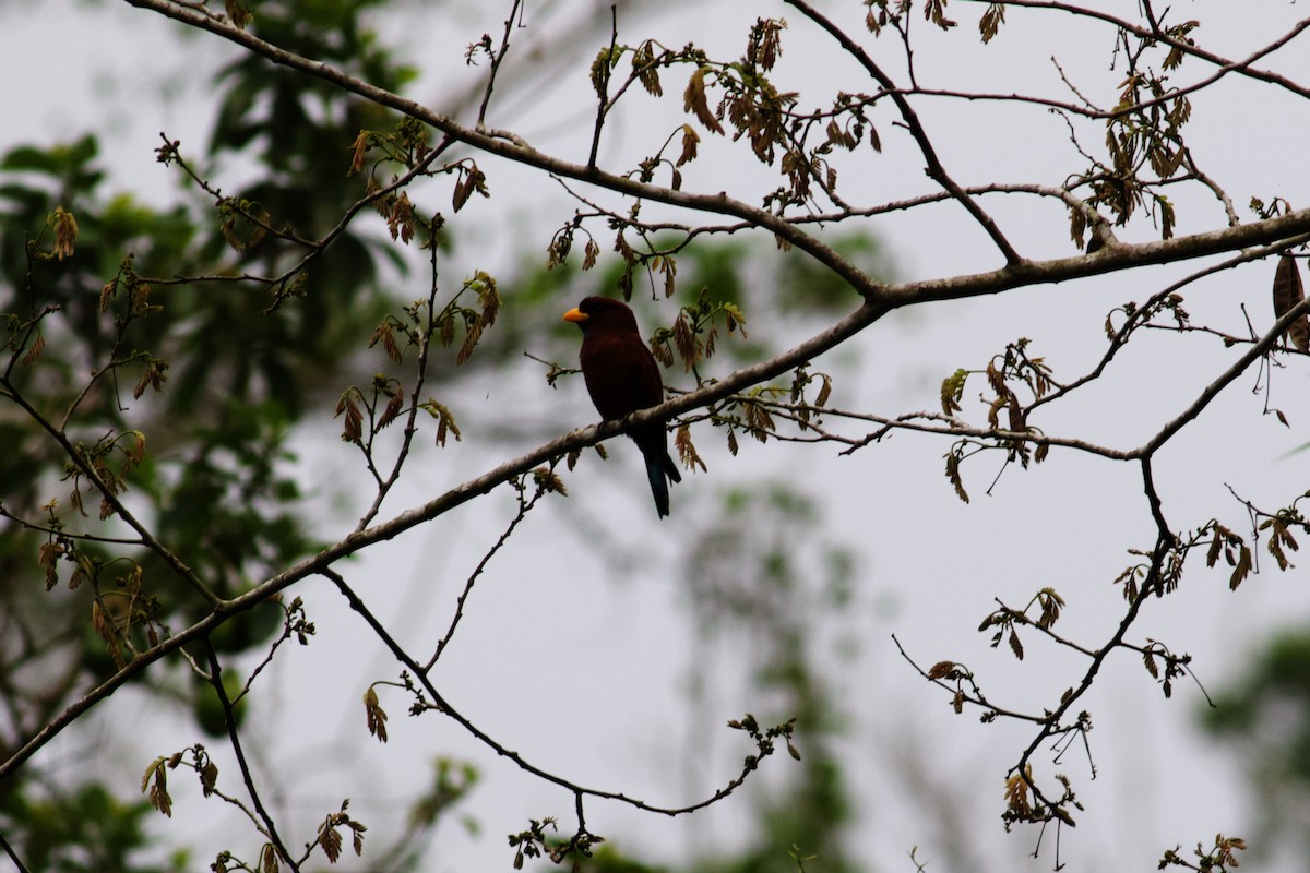 Blue-throated Roller - ML429243851