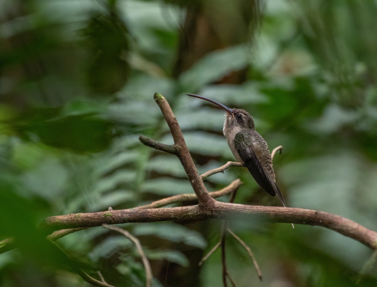 Great-billed Hermit - Cullen Hanks