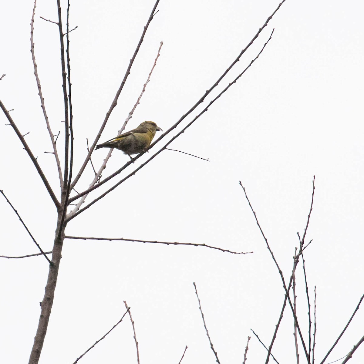 Red Crossbill - ML429244841