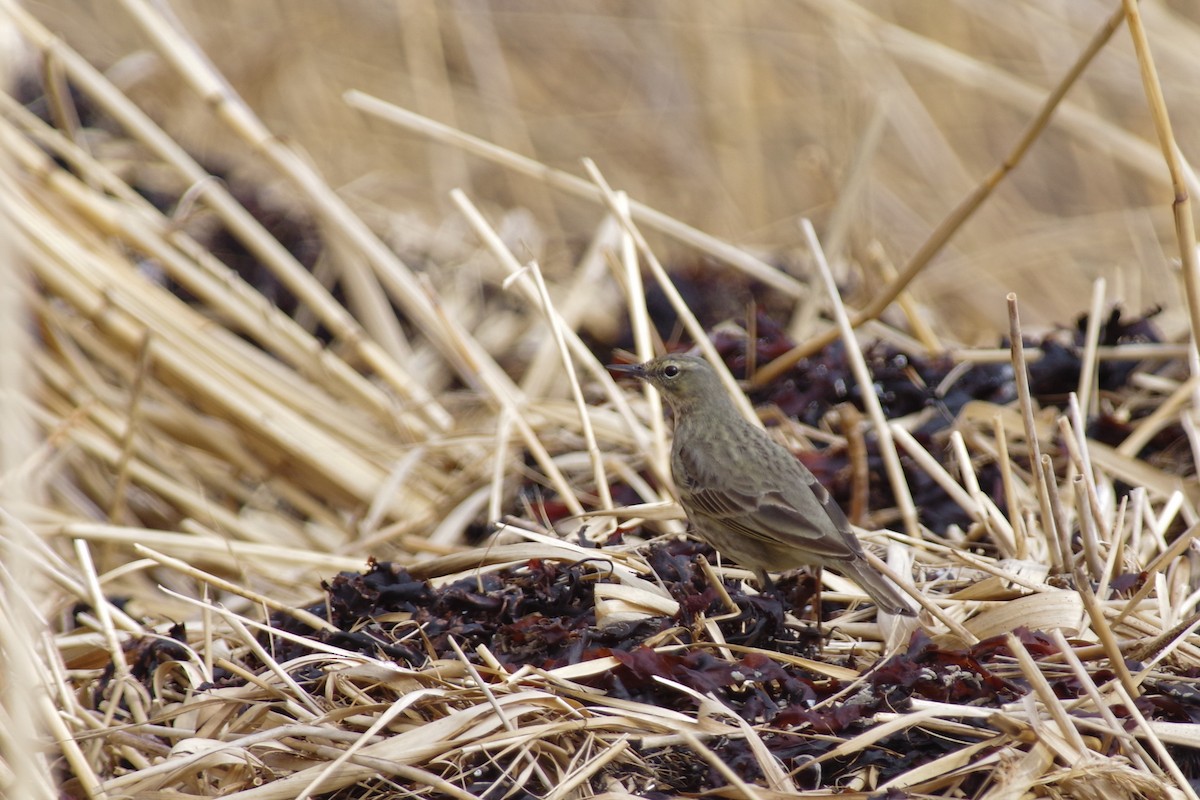 Rock Pipit - ML429245831