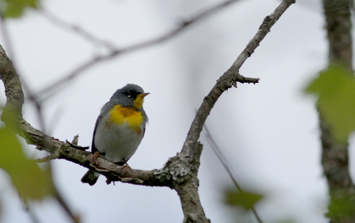 Northern Parula - ML42924601