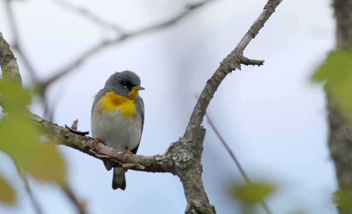 Northern Parula - ML42924621