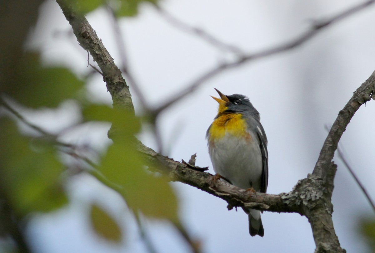 Northern Parula - ML42924631