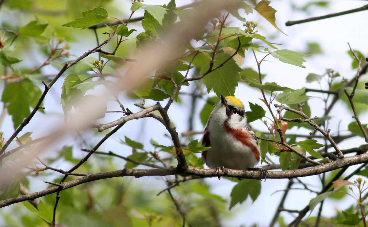 Chestnut-sided Warbler - ML42924811