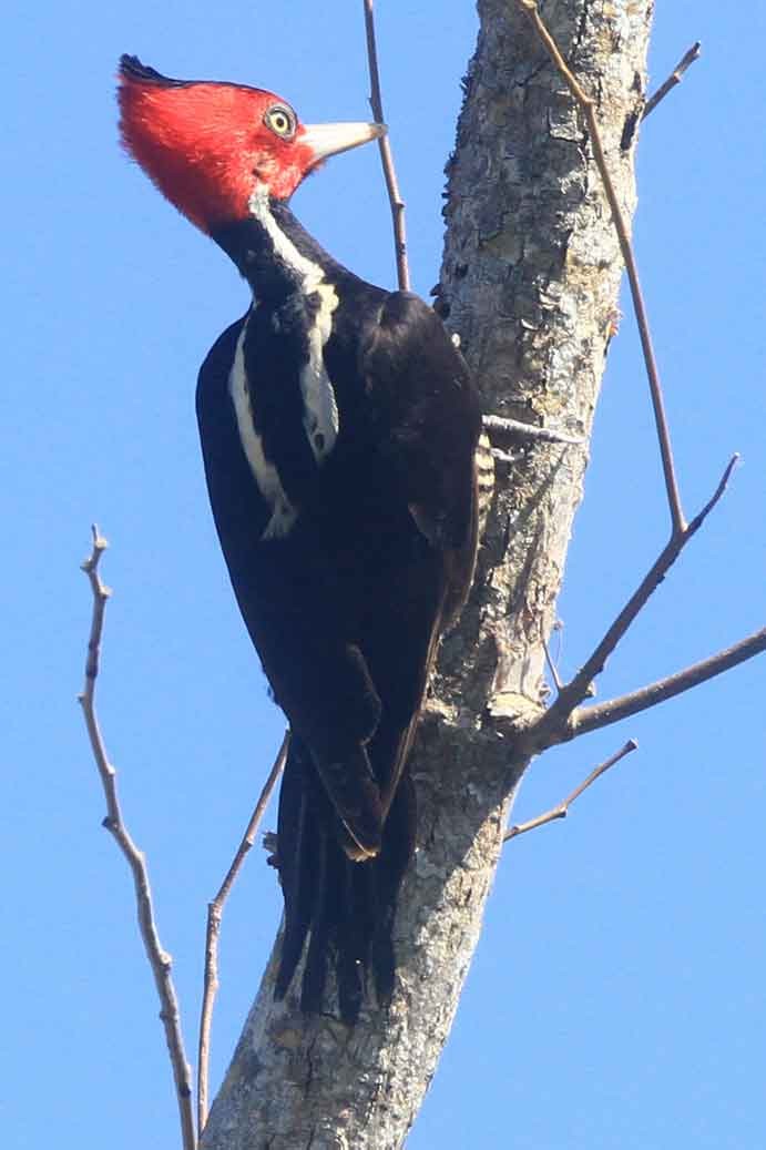 Pale-billed Woodpecker - Grace Taylor