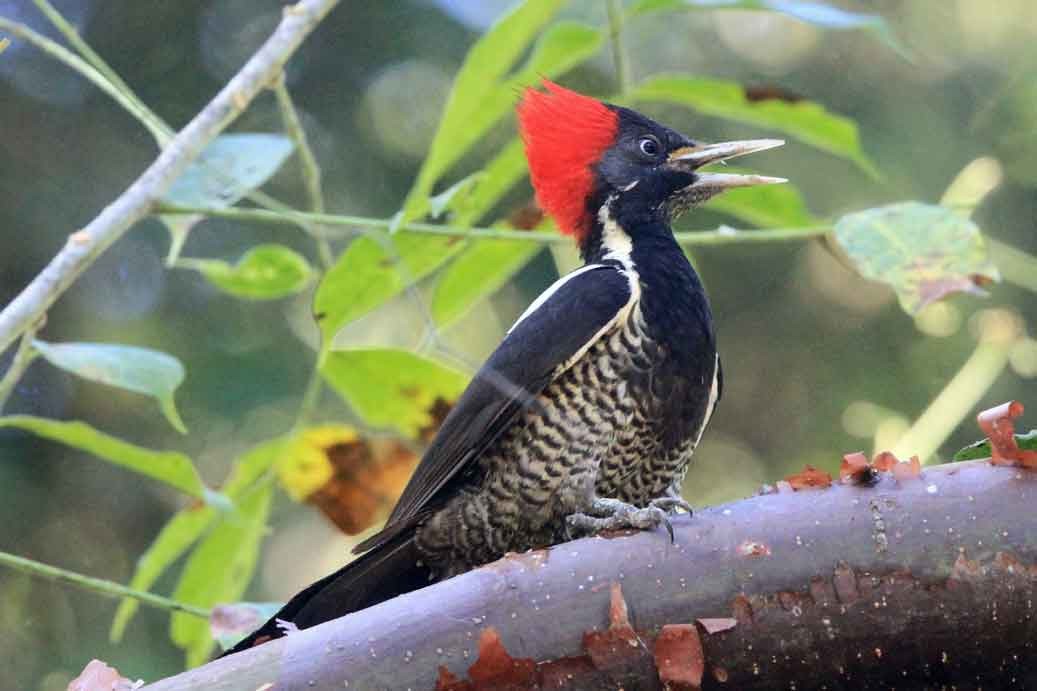 Lineated Woodpecker - Grace Taylor