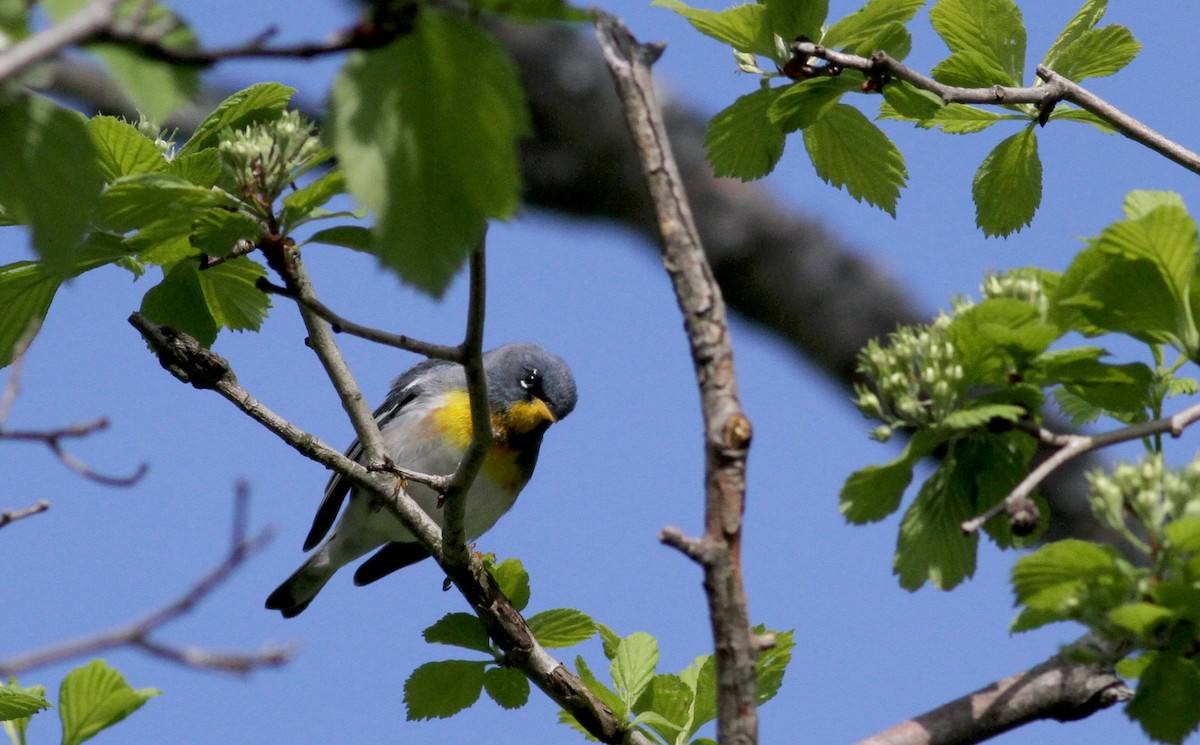 Northern Parula - ML42924931