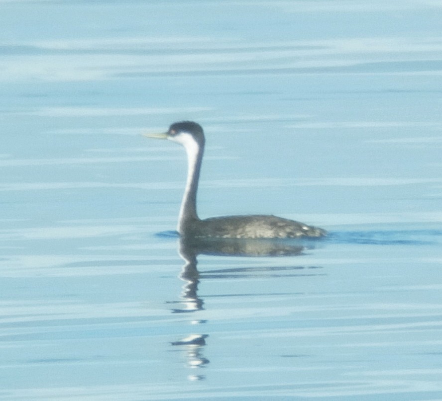 Western Grebe - Richard Smethurst