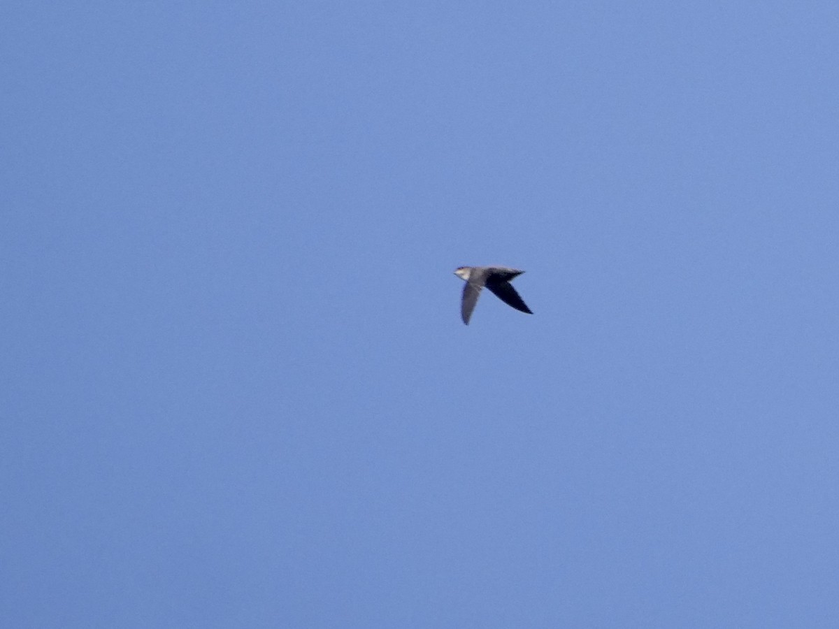 Chimney Swift - ML429252141