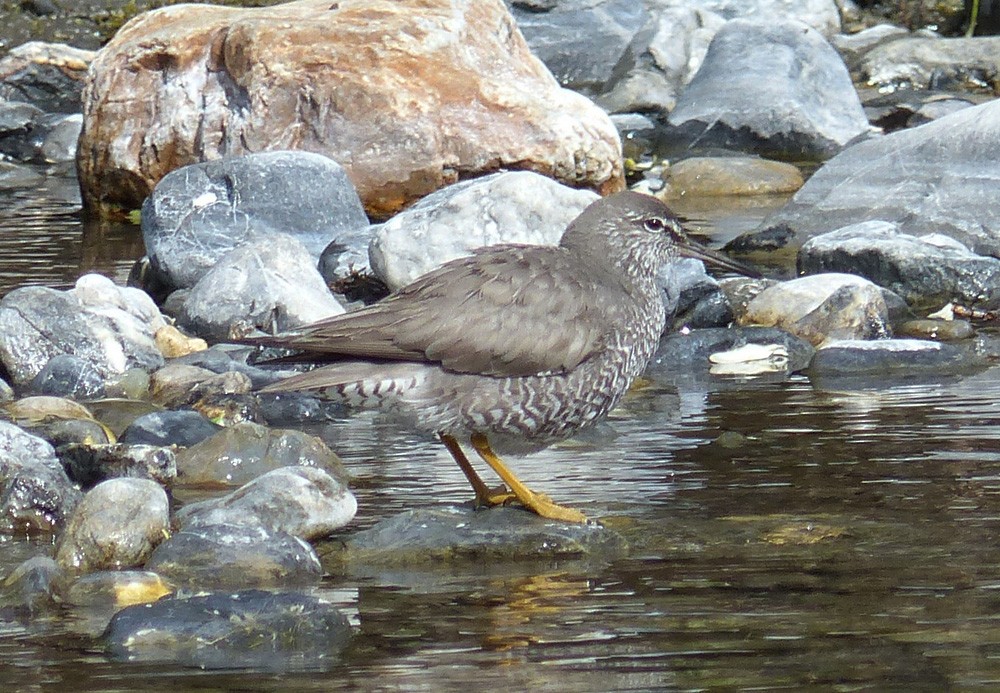 Wandering Tattler - Paul Prappas