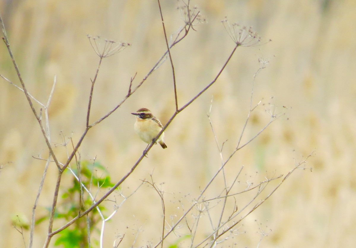 Whinchat - ML429253951