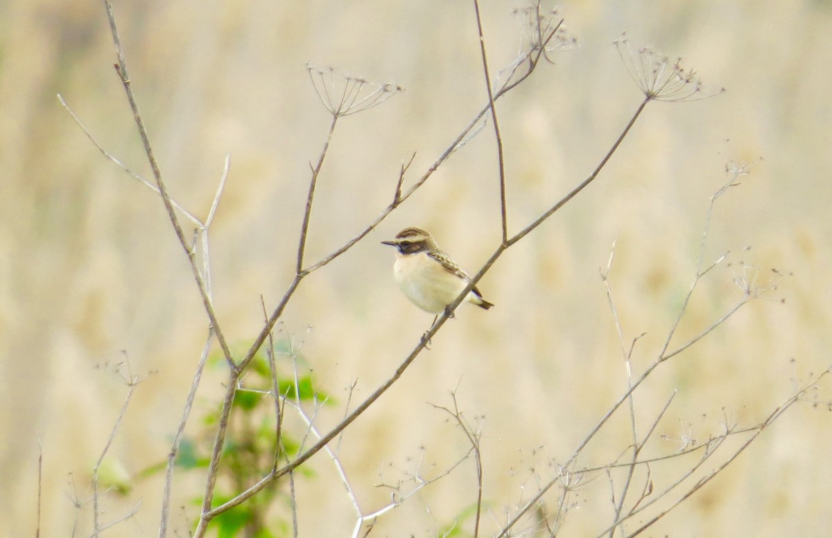 Whinchat - ML429253971