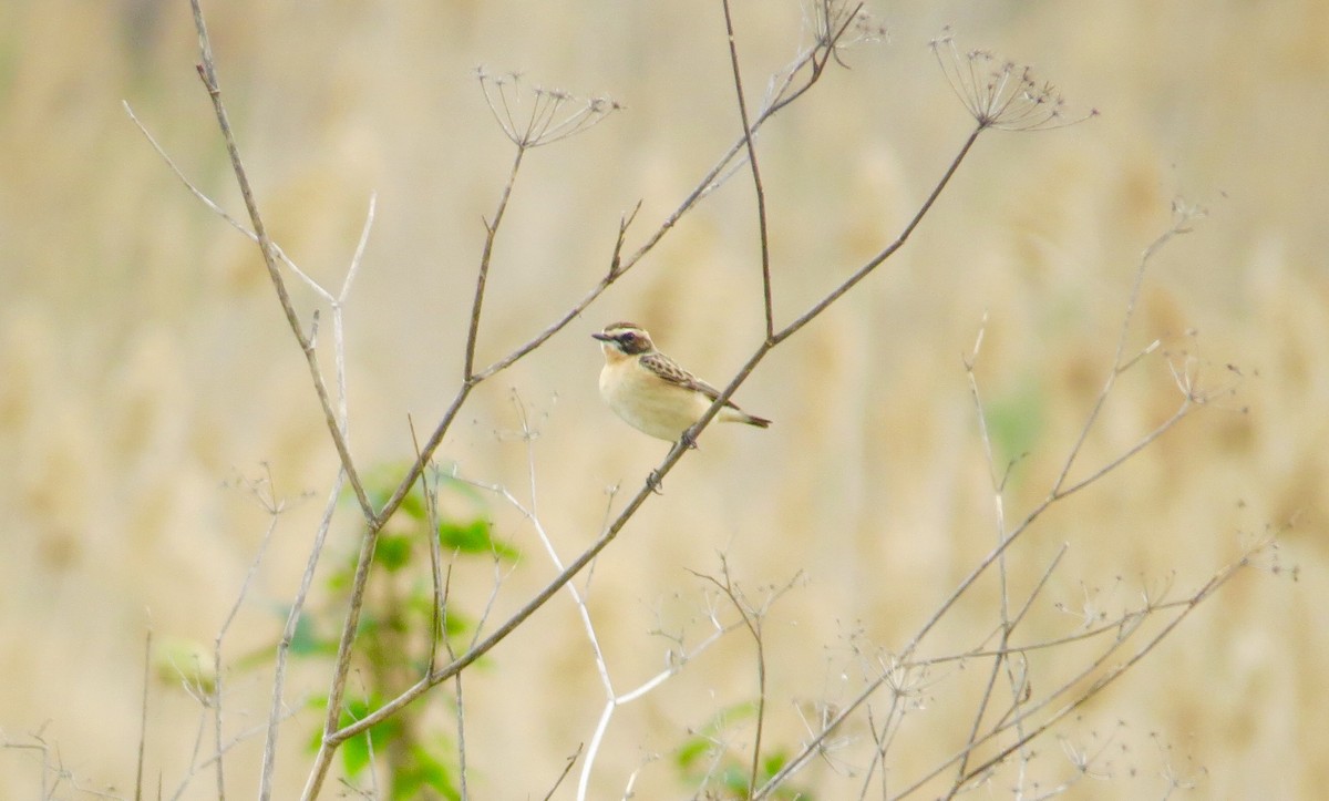 Whinchat - ML429254071