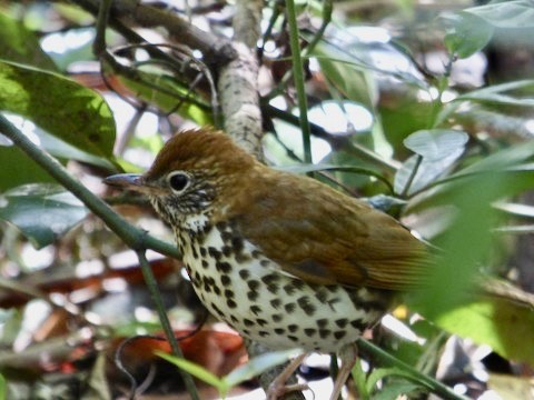 Wood Thrush - ML429254501