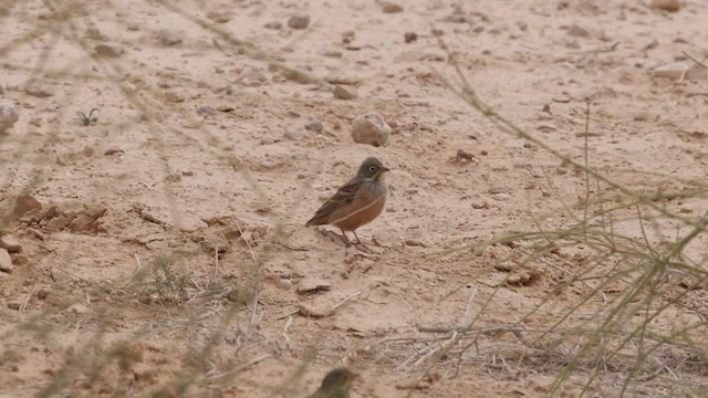 Ortolan Bunting - ML429254611