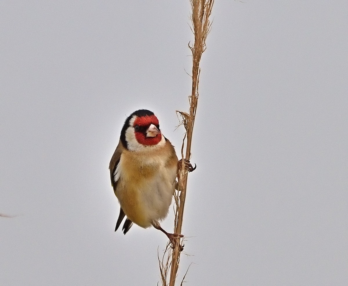 European Goldfinch - ML429254701