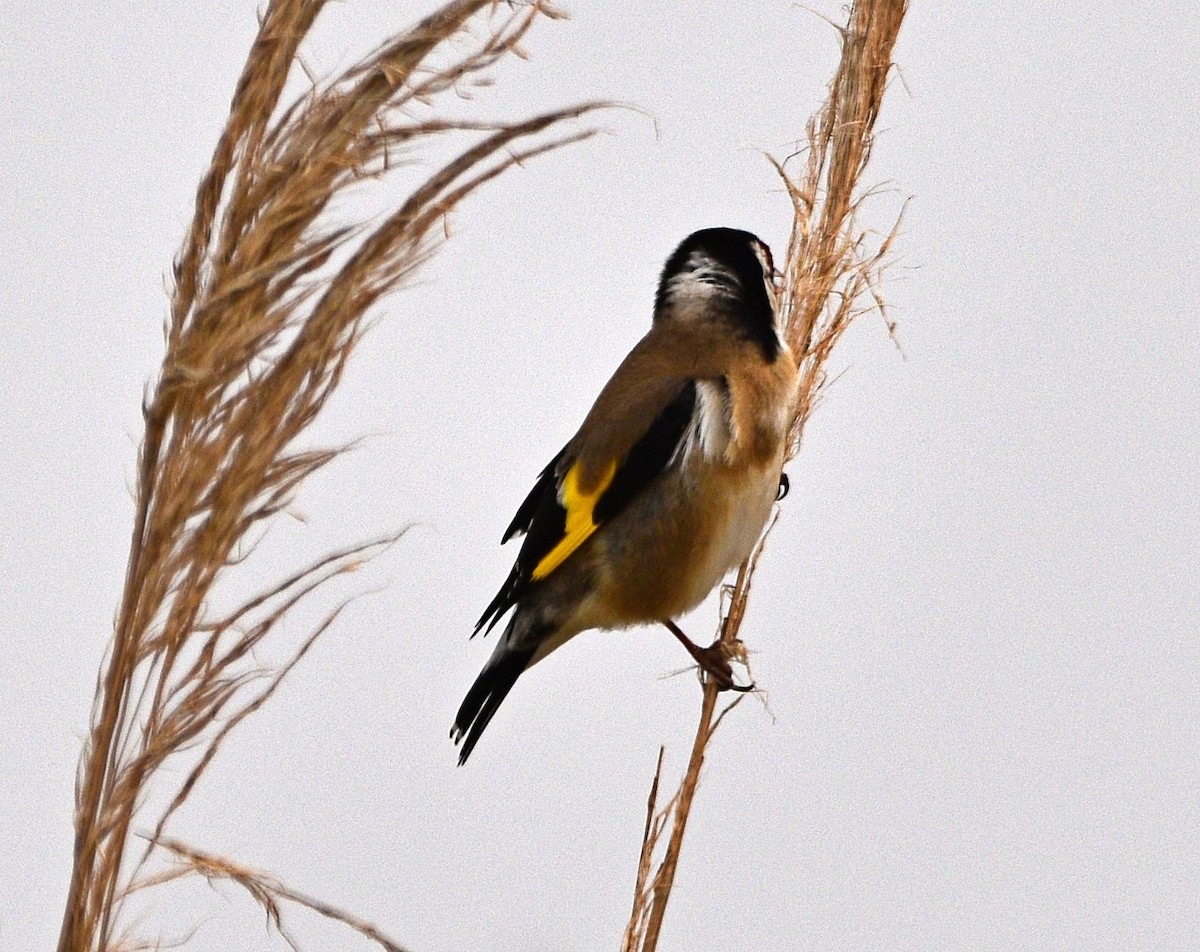 European Goldfinch - Joao Freitas