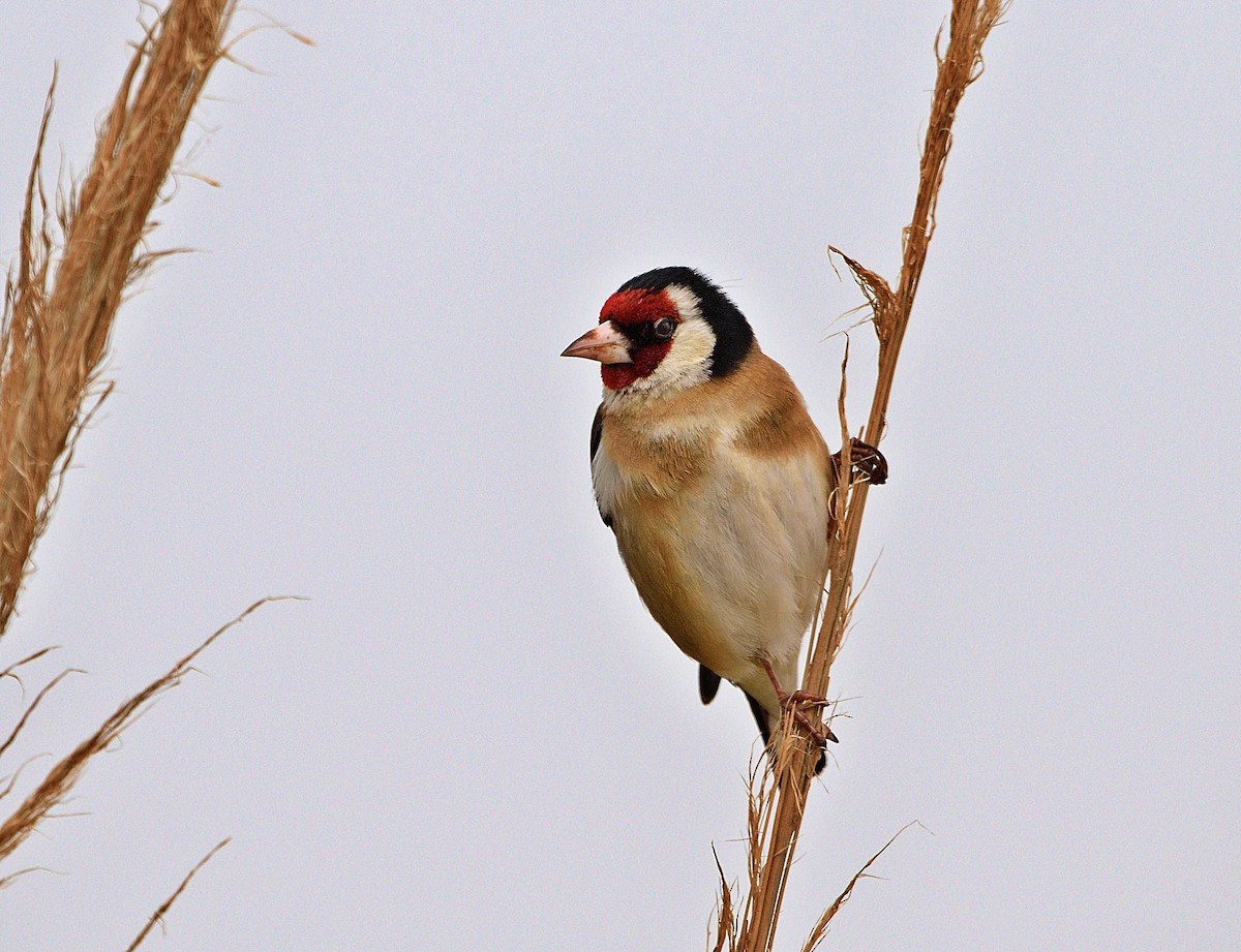 European Goldfinch - ML429254781