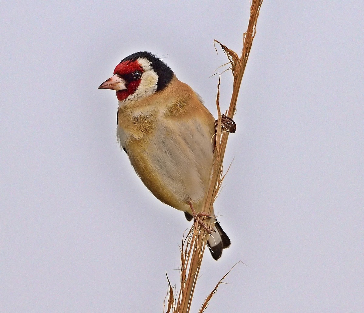 European Goldfinch - ML429254801