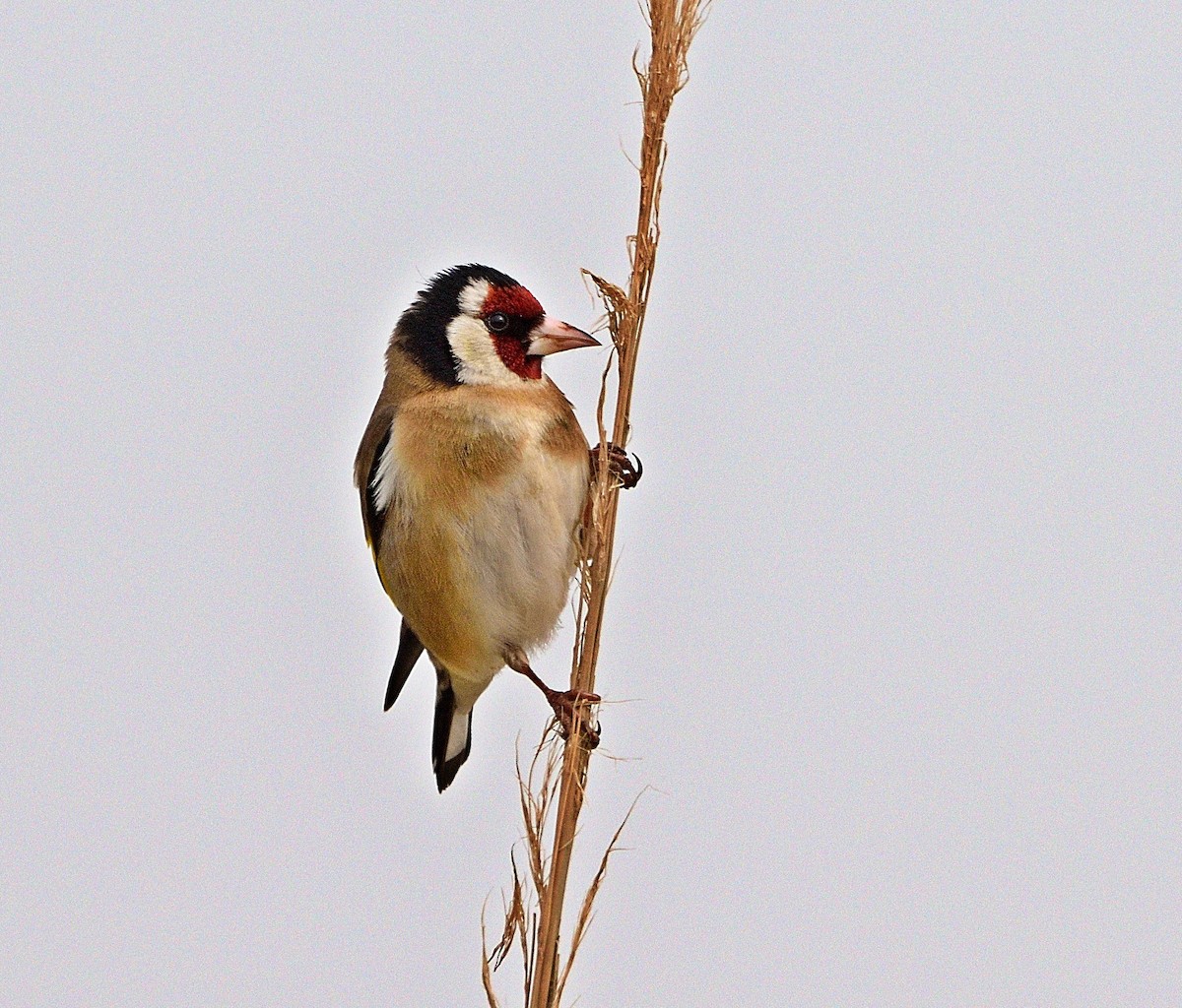 Chardonneret élégant - ML429254811