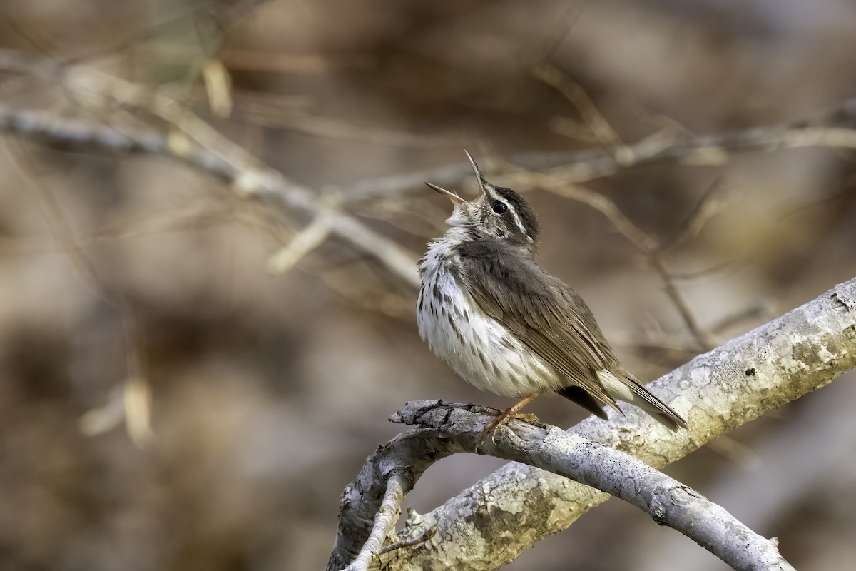 Louisiana Waterthrush - ML429255891