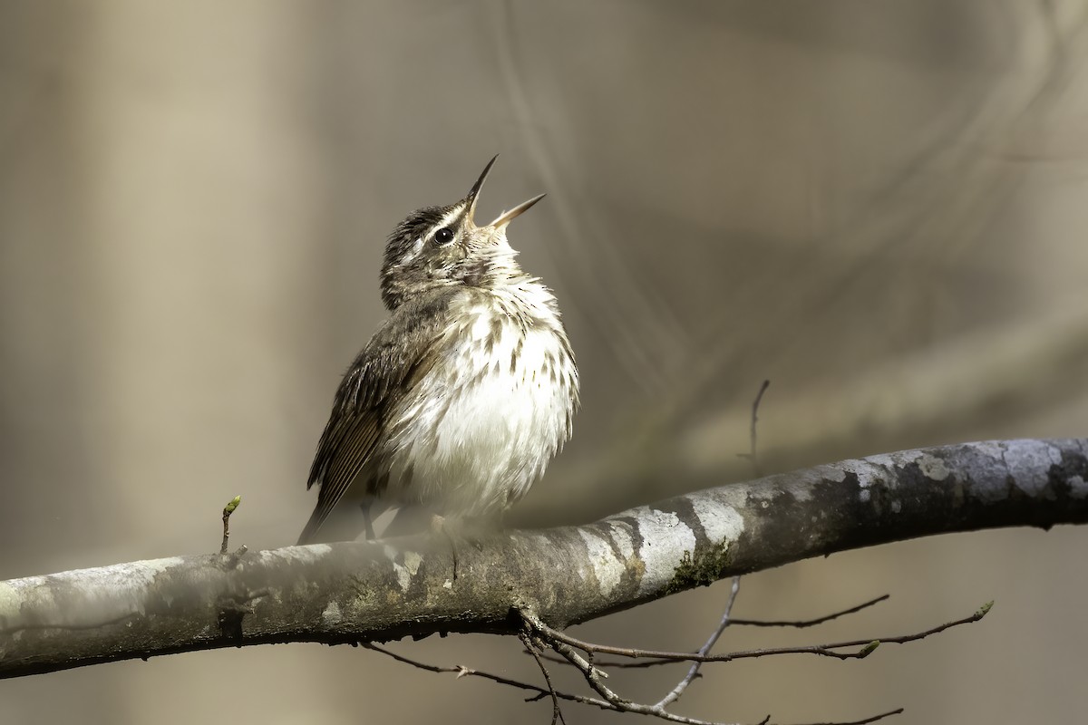 Louisiana Waterthrush - ML429256061