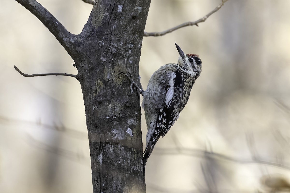 Yellow-bellied Sapsucker - ML429256501