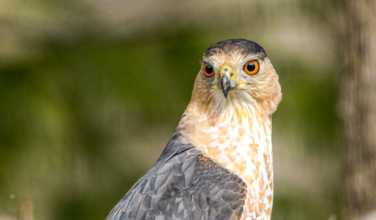 Cooper's Hawk - Harvey Fielder