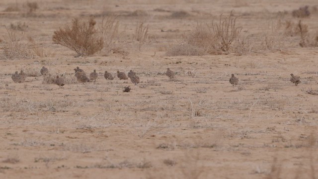 Crowned Sandgrouse - ML429258131