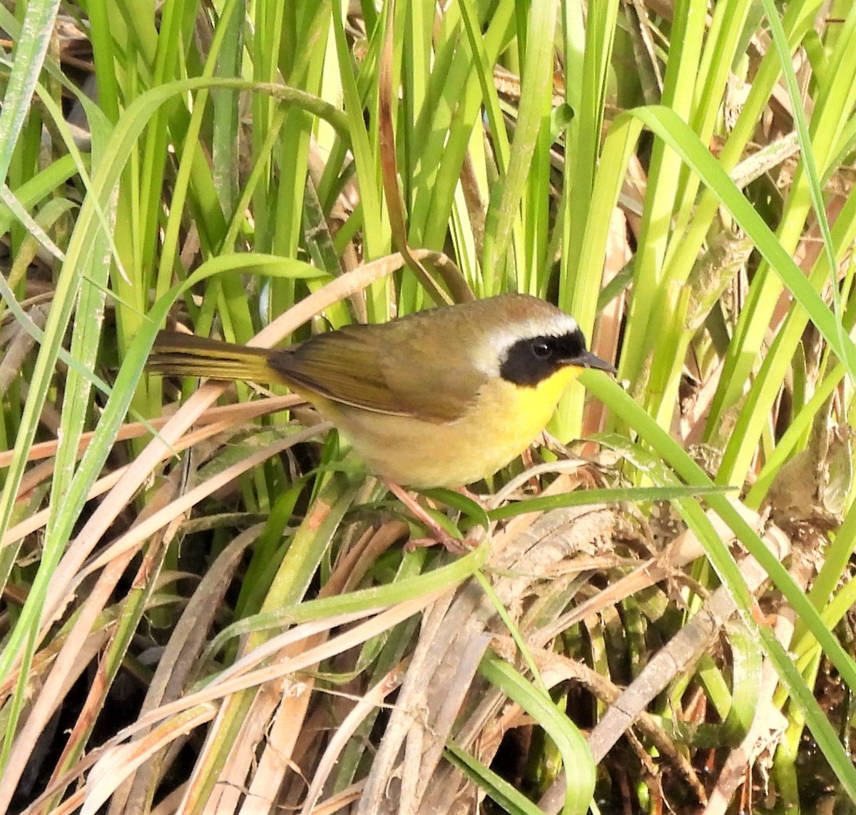 Common Yellowthroat - ML429258721