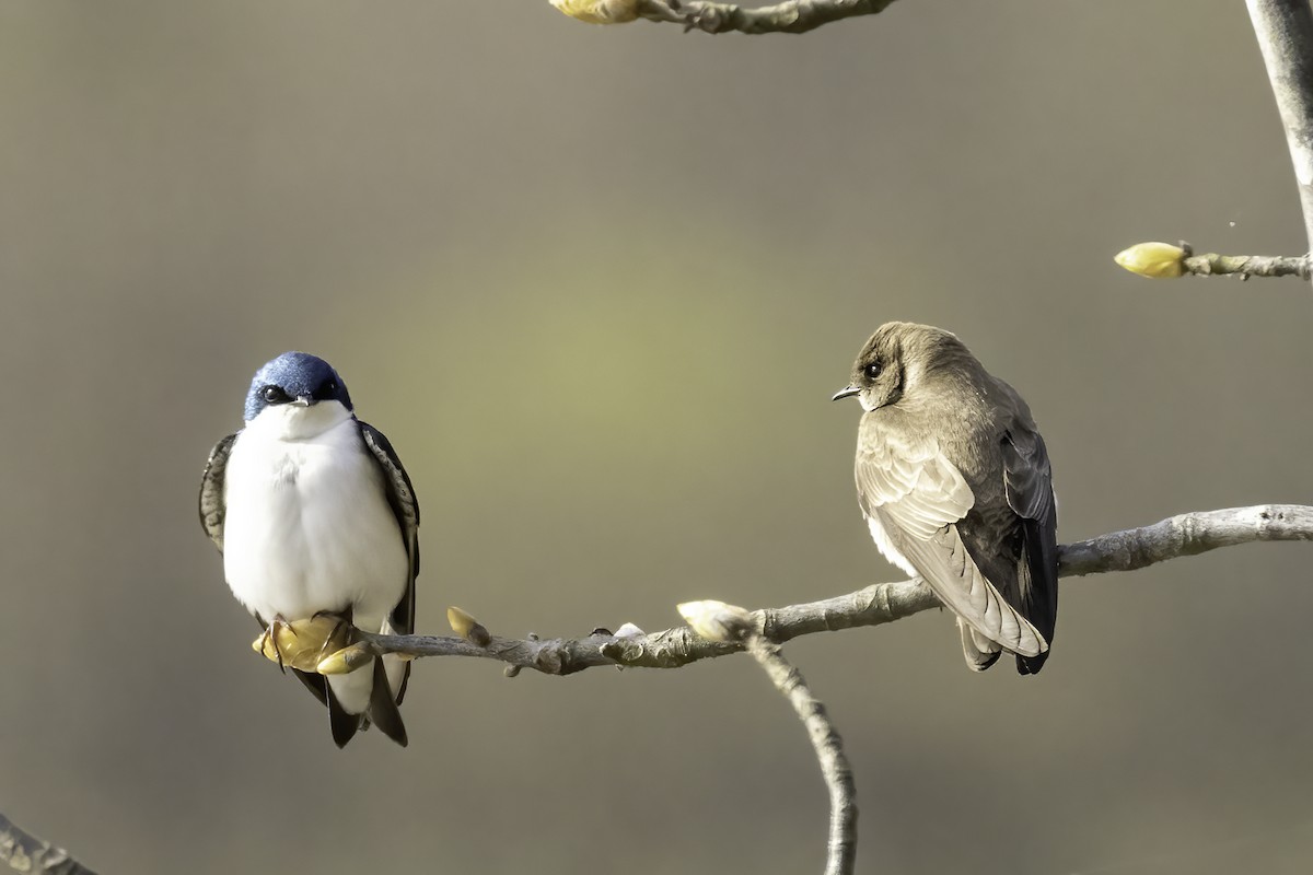Tree Swallow - ML429258881