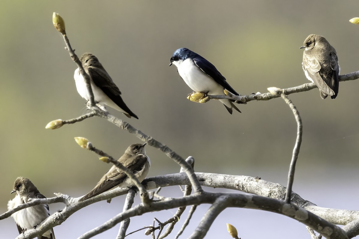 Tree Swallow - ML429258891