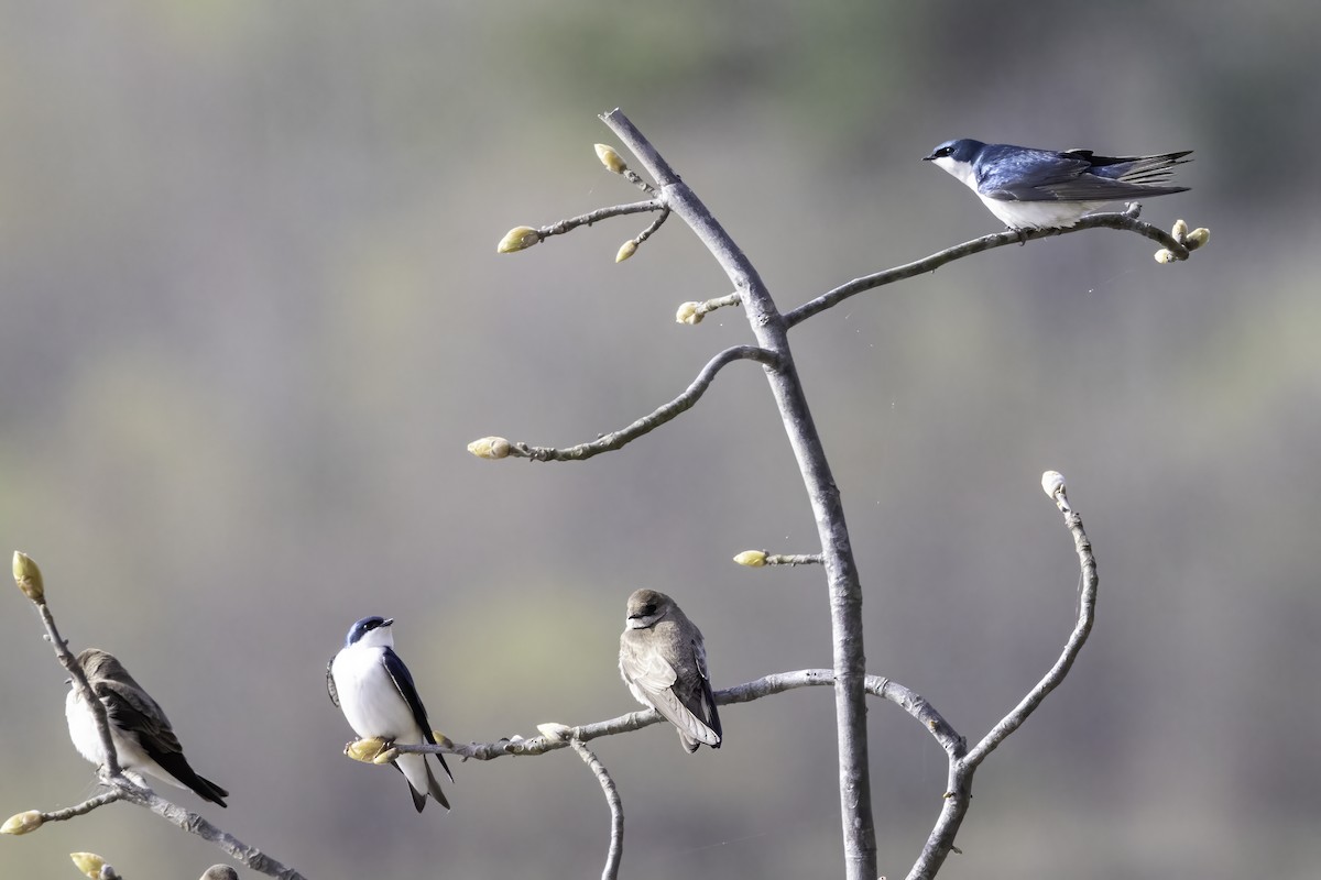 Tree Swallow - ML429258981