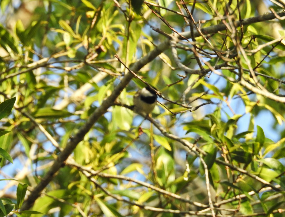 Carolina Chickadee - ML429259991