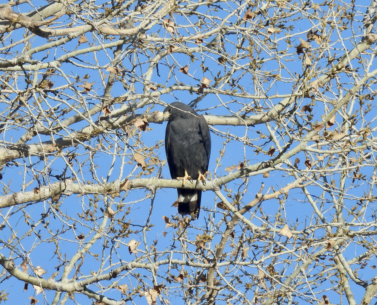 Zone-tailed Hawk - Bob Nieman