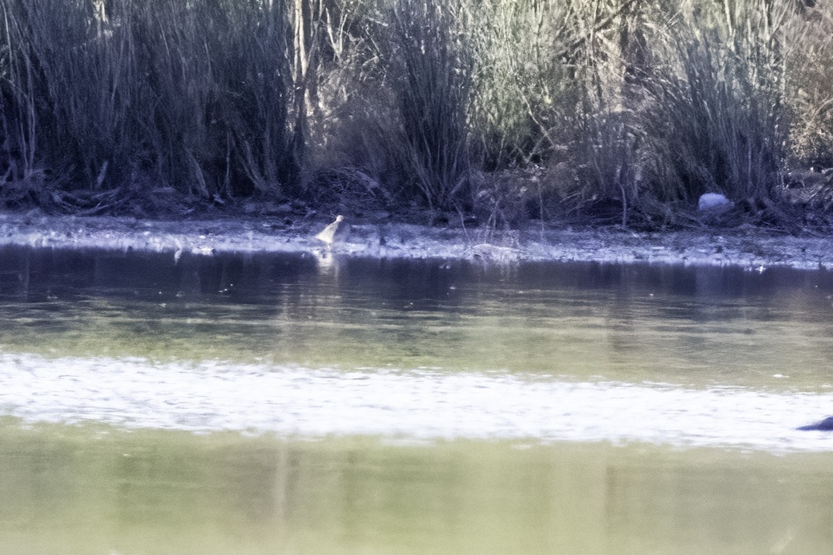 tanımsız Charadriiformes sp. - ML429261641