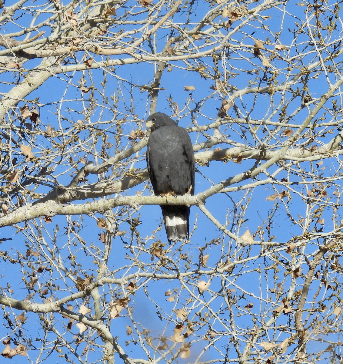 Zone-tailed Hawk - ML429261851