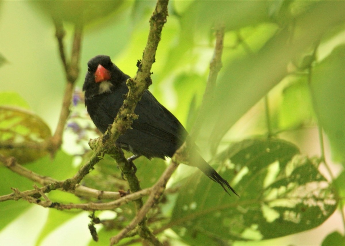 Slate-colored Grosbeak - ML429262221