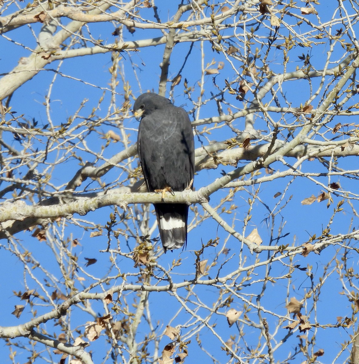 Zone-tailed Hawk - Bob Nieman