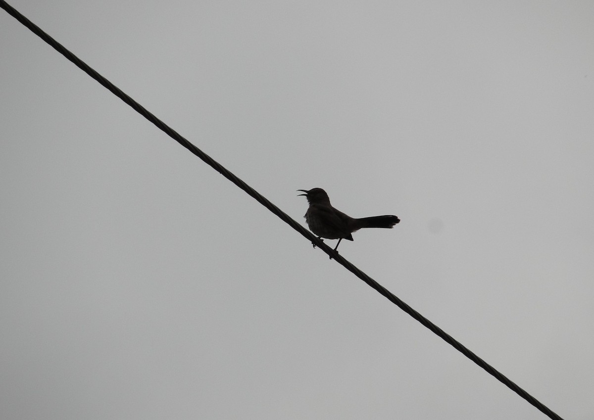 Curve-billed Thrasher - ML429262891
