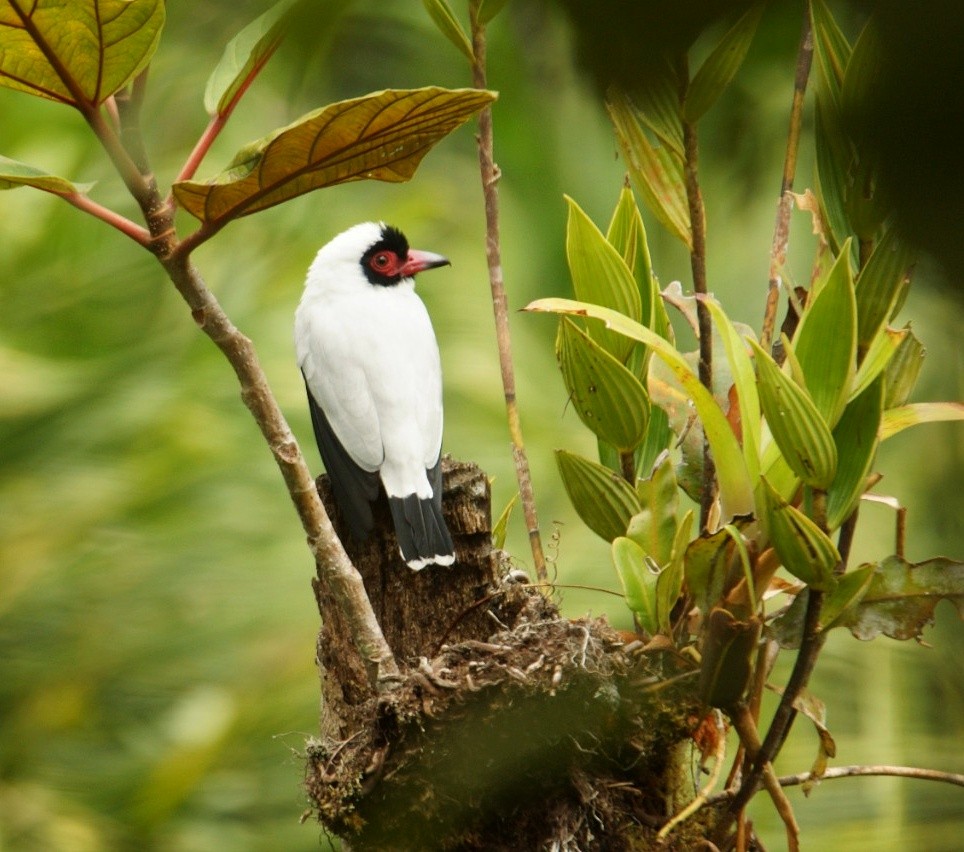 Masked Tityra - ML429262961