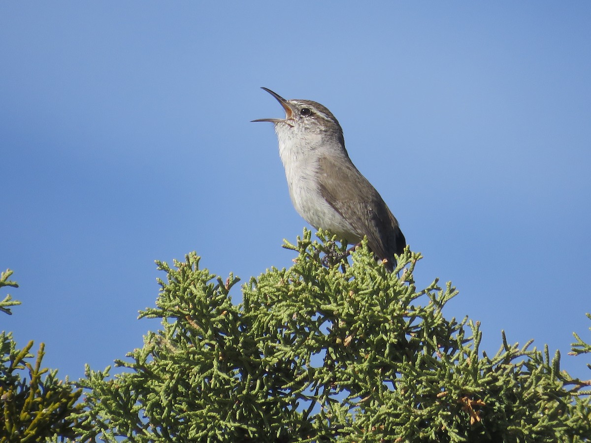 Bewick's Wren - ML429263051