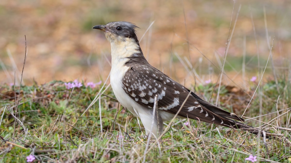 Great Spotted Cuckoo - ML429263691