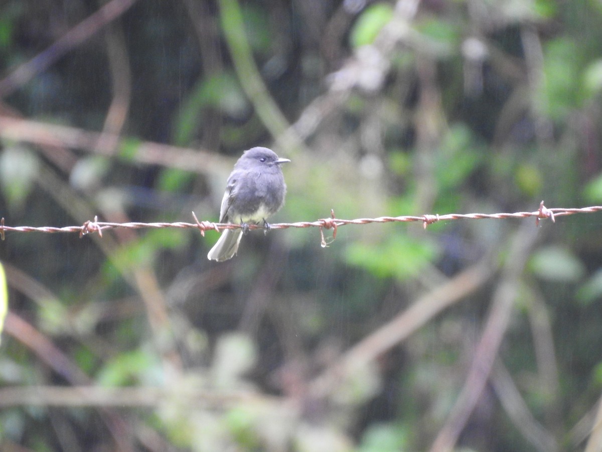 Black Phoebe - Alejandro Vivas Ruiz