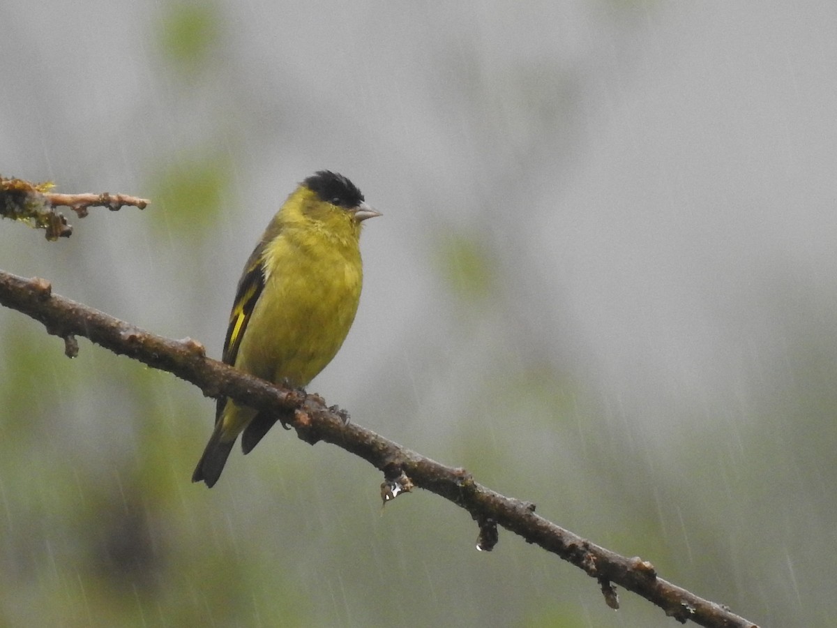 Andean Siskin - Alejandro Vivas Ruiz