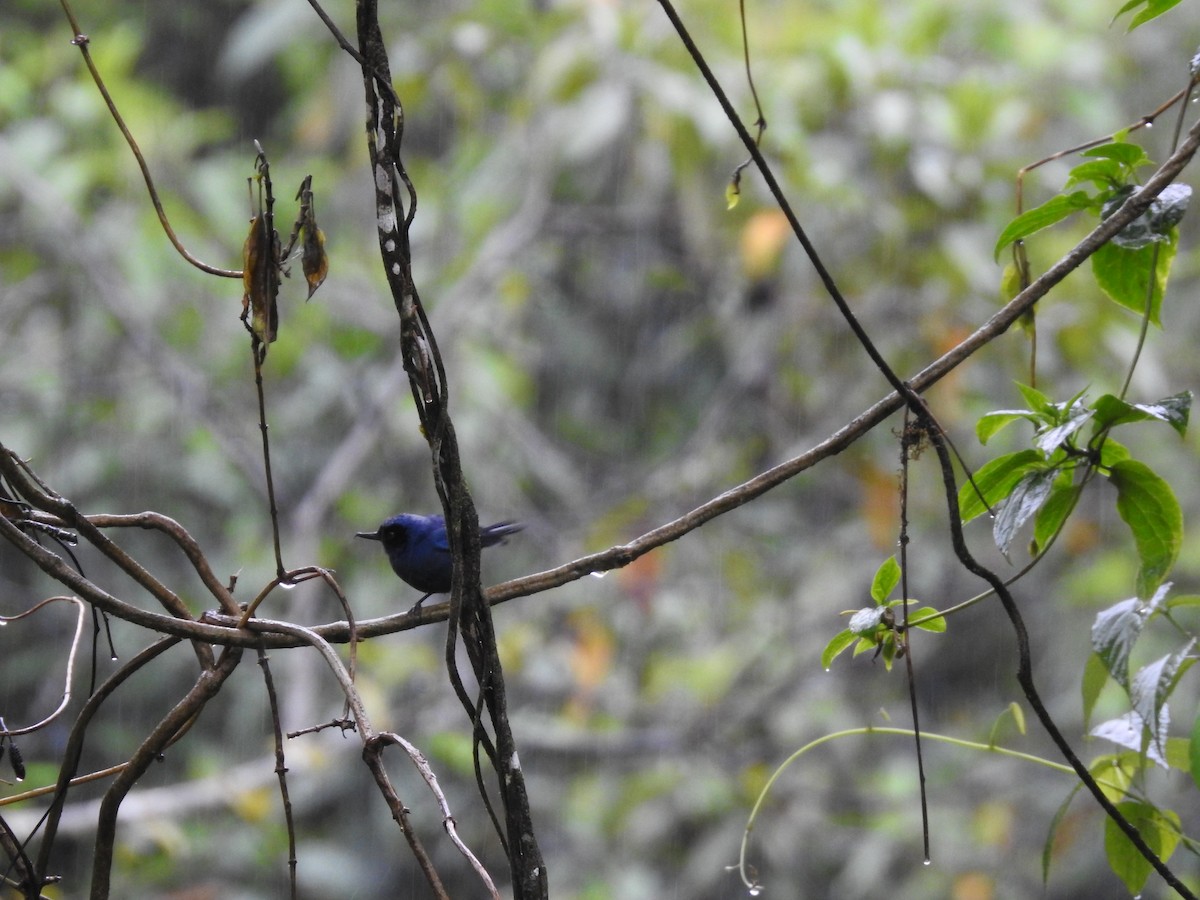 Masked Flowerpiercer - Alejandro Vivas Ruiz