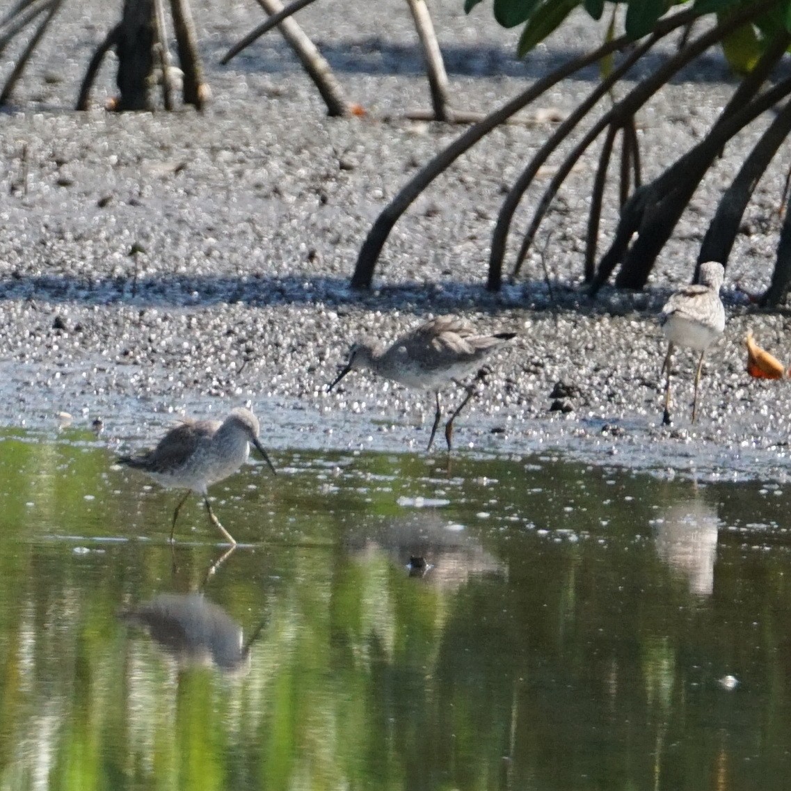 Stilt Sandpiper - ML429267281